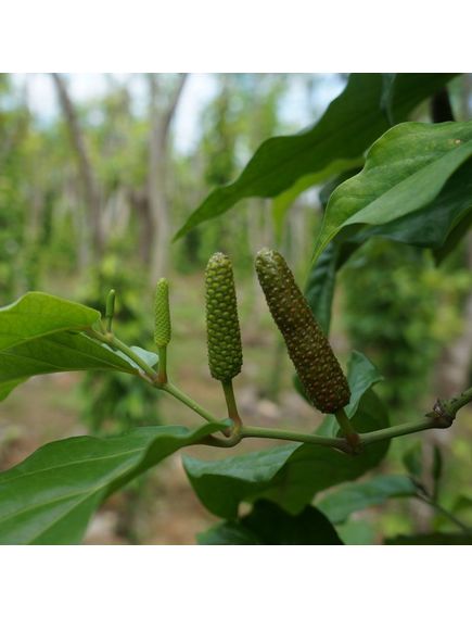 Перець чорний довгий з о. Ява Terre Exotique 50 г, зображення 2