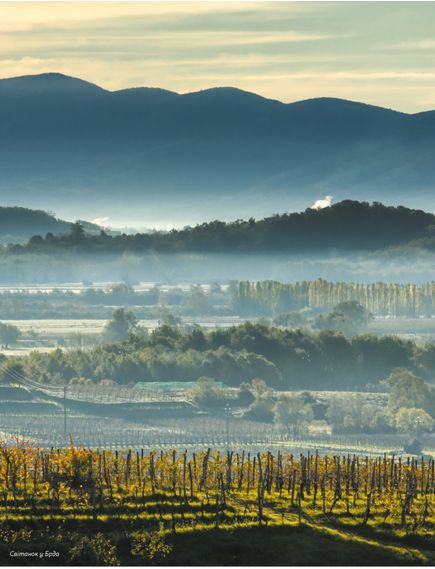 Книга Amber Revolution. Як світ закохався в оранжеве вино Саймон Вулф, Раян Опаз, зображення 6