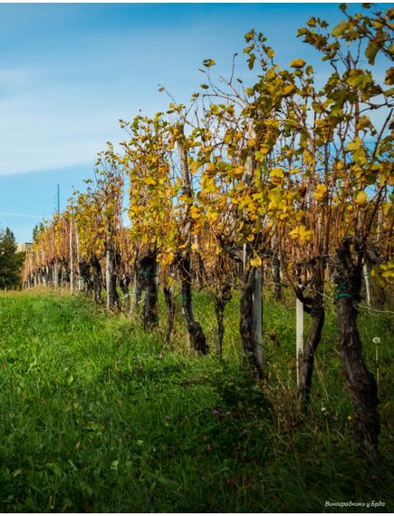 Книга Amber Revolution. Як світ закохався в оранжеве вино Саймон Вулф, Раян Опаз, зображення 5